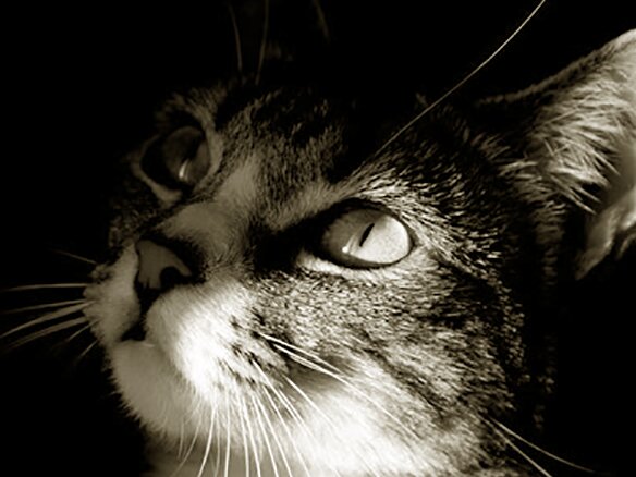 Подстричь кошку на дому