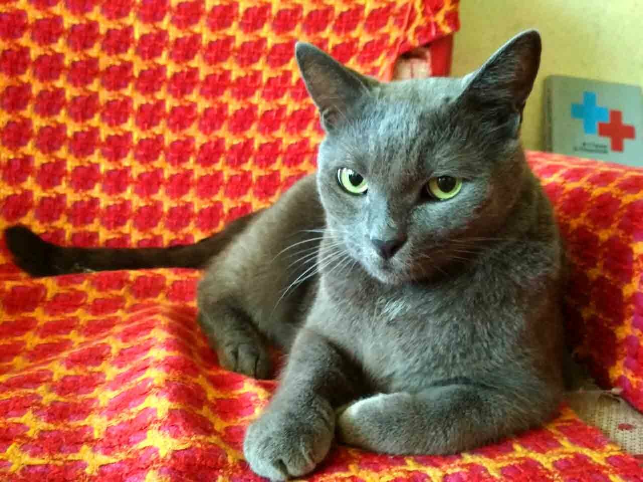 Мой кот на кресле