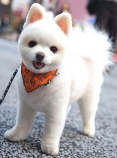 пушистый хвост у шпица