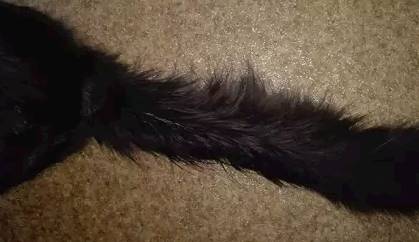 Сальный хвост кота