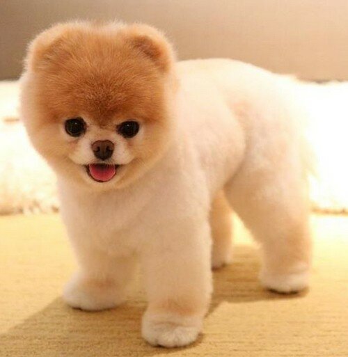 Шпиц полярный медведь