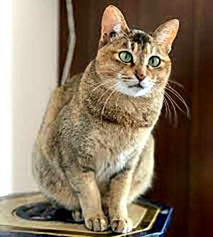 косоглазый кот