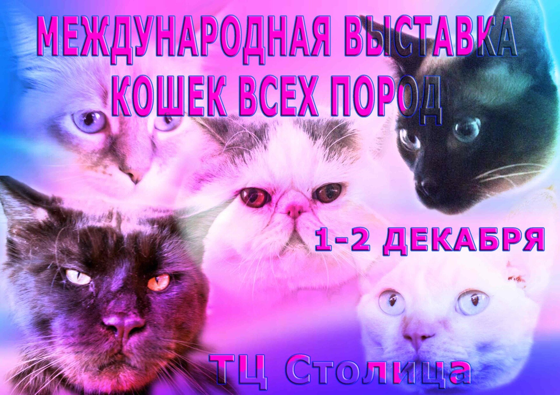 выставка кошек 2018