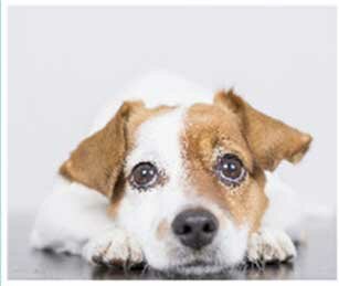 Вялость собаки