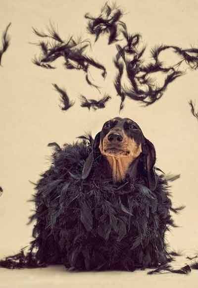 собака и перья
