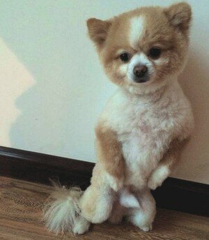 плюшевый шпиц