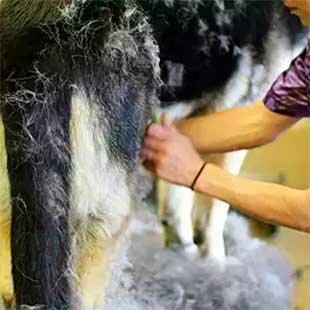 груминг крупной породы