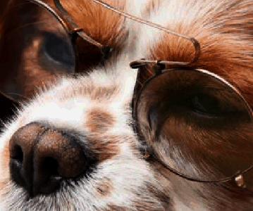 собака в очках