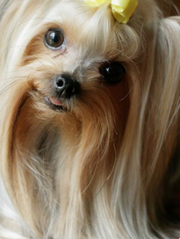 Питание лоснящейся шерсти