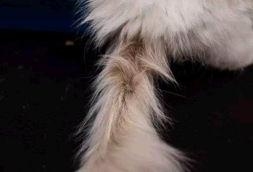 "Жирный (сальный) хвост" (Гиперплазия желез хвоста, "Хвост племенных котов, кобелей")