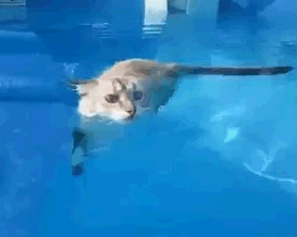 Как мыть кошку?