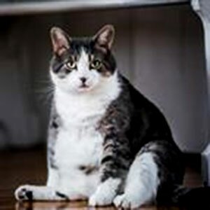 5 вредных привычек гарантируют сокращение жизни вашего питомца