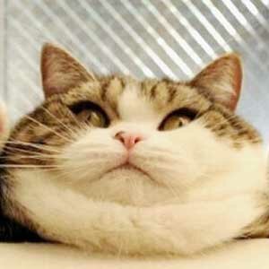 Диабет причина эутаназии кошек и собак